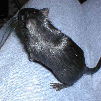 kuro01.jpg
